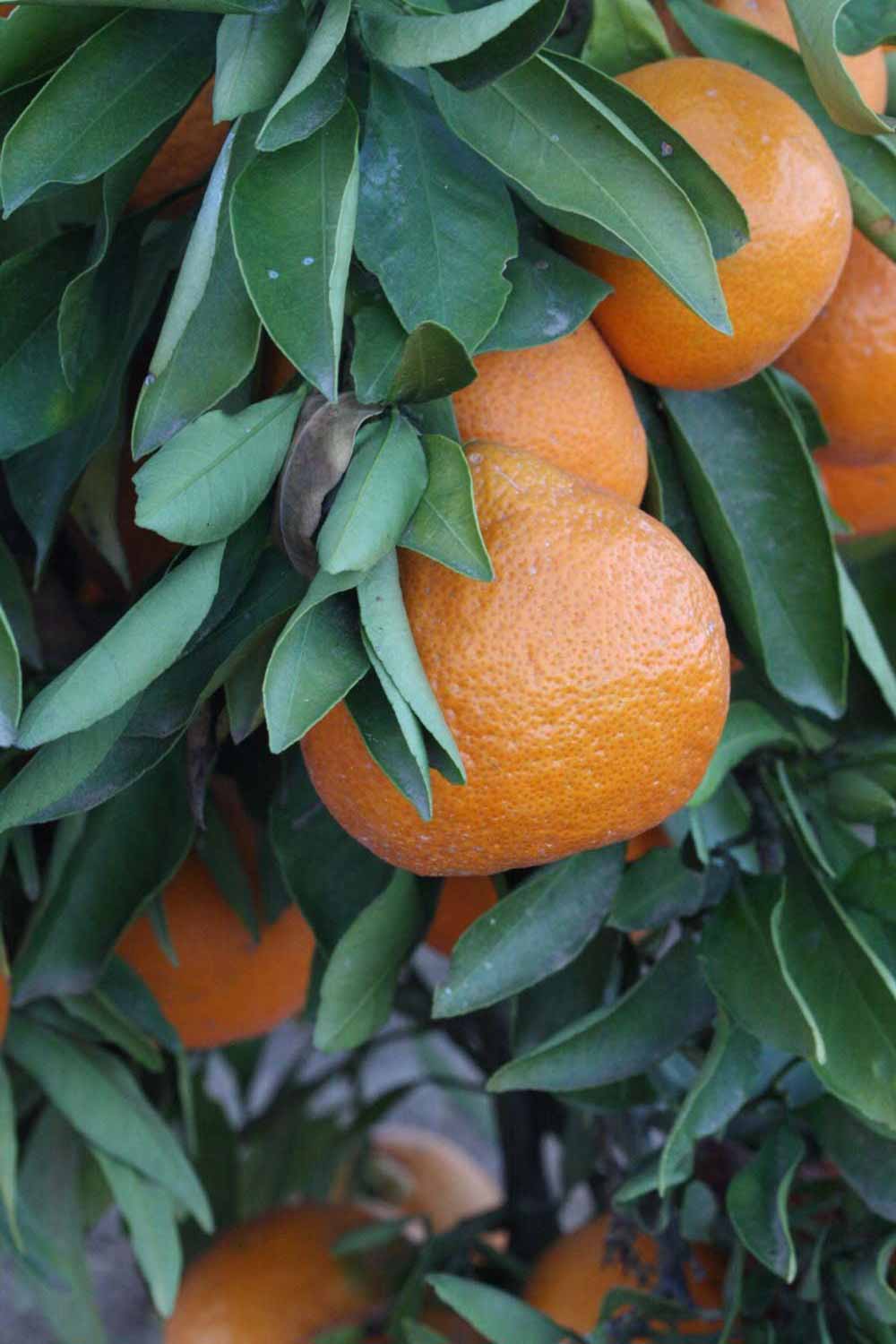            Fruit (Riverside, CA)   